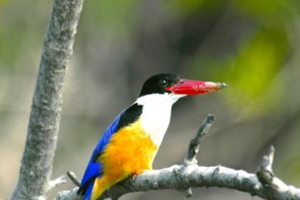 footer_image-3